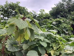 Clerodendrum chinense