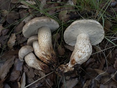 Retiboletus