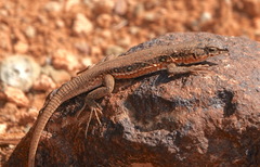 Pedioplanis lineoocellata