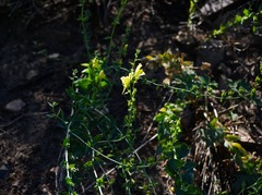 Linaria dalmatica
