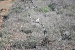 Cincloramphus cruralis