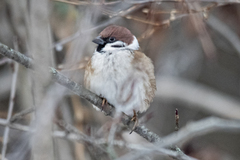 Passer montanus