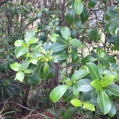 Psychotria mariniana