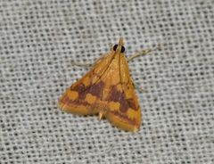 Pyrausta phoenicealis