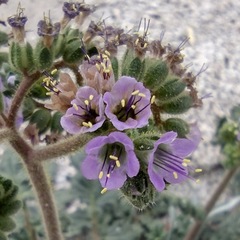Phacelia crenulata minutiflora