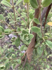 Pimelea altior