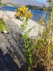 Hypericum perforatum