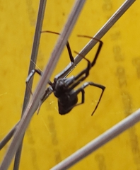 Latrodectus hesperus