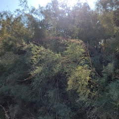 Tamarix ramosissima