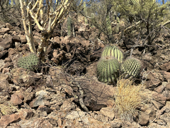 Ferocactus emoryi