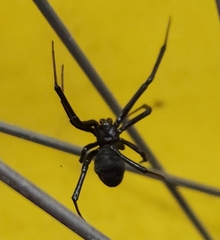 Latrodectus hesperus
