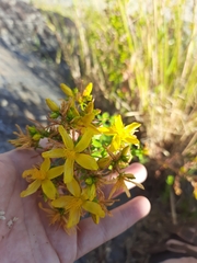 Hypericum perforatum