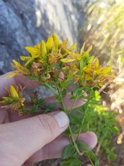 Hypericum perforatum