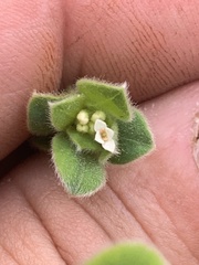 Pimelea altior