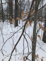 Diatrype decorticata