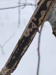 Diatrype decorticata