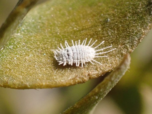 desert mealybug