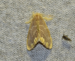 Orvasca subnotata