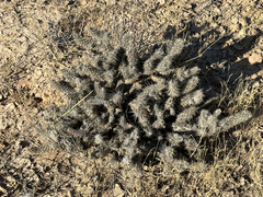 Grusonia reflexispina