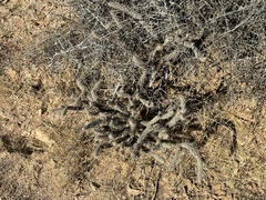 Grusonia reflexispina