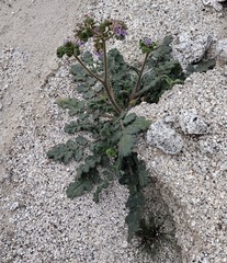 Phacelia crenulata minutiflora