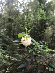 Pimelea ligustrina ligustrina