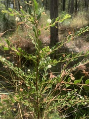 Acacia hispidula