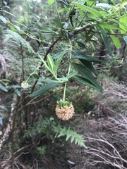 Pimelea ligustrina ligustrina