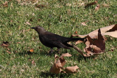 Euphagus cyanocephalus