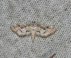 Parapoynx fluctuosalis