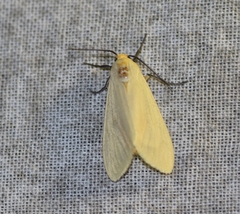 Pareuchaetes pseudoinsulata