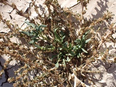 Blitum nuttallianum
