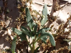 Blitum nuttallianum