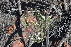 Olearia muelleri