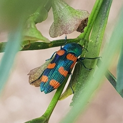 Castiarina