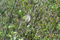 Empidonax hammondii