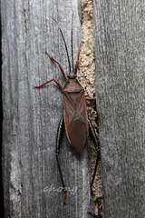 Notobitus