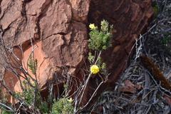 Hibbertia crinita