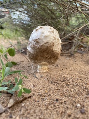 Agaricus evertens