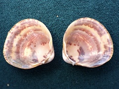 Laevicardium substriatum