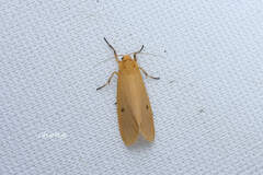 Danielithosia immaculata