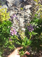 Lupinus × regalis