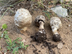 Agaricus evertens