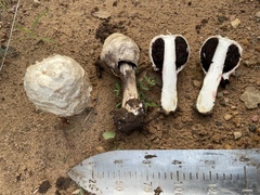 Agaricus evertens