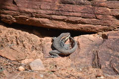 Ctenophorus modestus