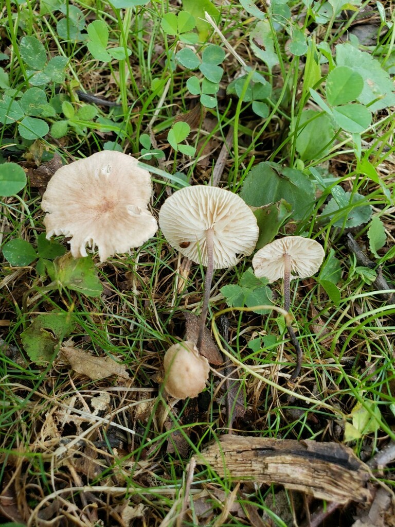 Parachutes from 4930 Indiana 201, Bluffton, Indiana, 46714, United