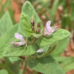Cleome monophylla