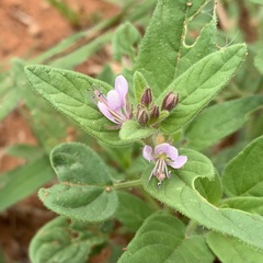 Cleome monophylla