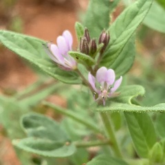Cleome monophylla