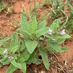 Cleome monophylla